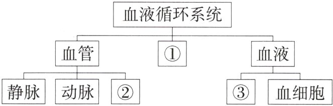 静脉动脉血细胞