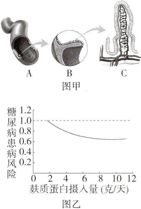 麸质蛋白摄人量克天图乙