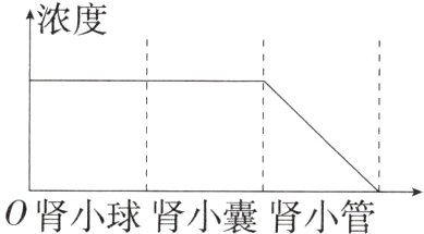 0肾小球肾小囊肾小管