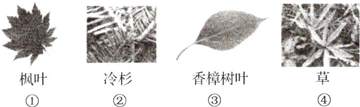 冷杉香樟树叶枫叶