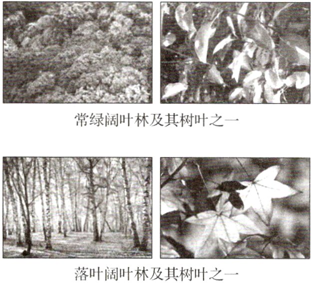 落叶阔叶林及其树叶之一