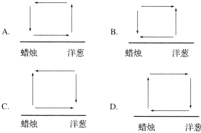 蜡烛洋葱蜡烛洋葱