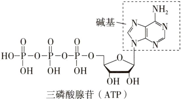 OHOH三磷酸腺苷ATP