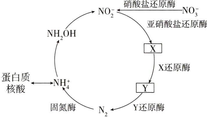 固氮酶NY还原酶