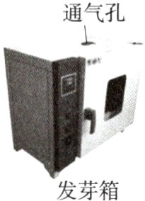 发芽箱