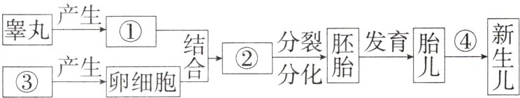 ②分裂发育③产生卵细胞合