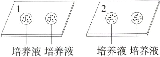 培养液培养液培养液培养液