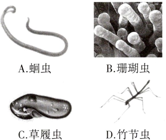 D竹节虫C草履虫