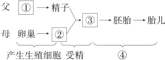 产生生殖细胞受精