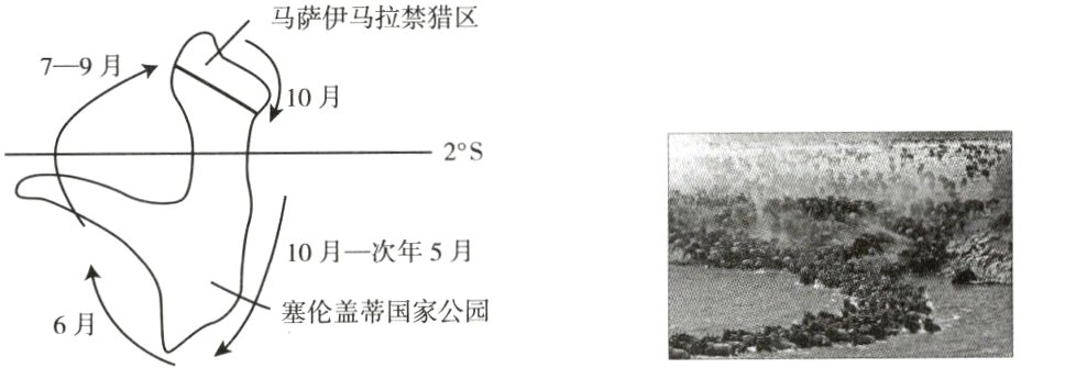 塞伦盖蒂国家公园