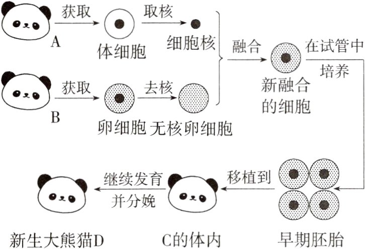 早期胚胎C的体内新生大熊猫D