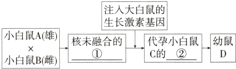 幼鼠C的小白鼠B雌