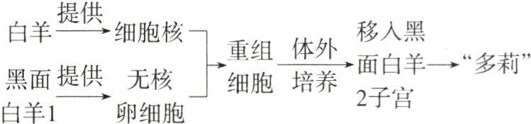 黑面提供无核细胞培养2子宫白羊1卵细胞