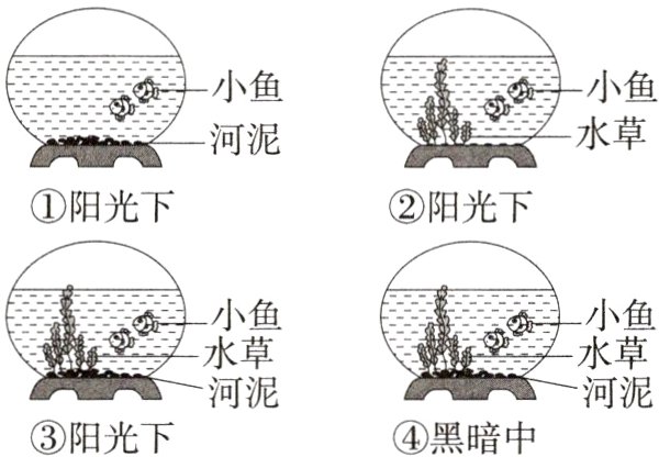 河泥河泥阳光下黑暗中
