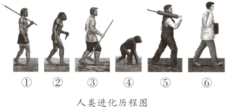 人类进化历程图