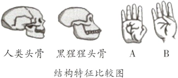 结构特征比较图