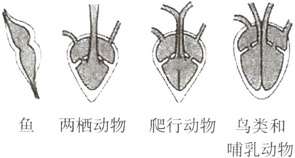 鱼两栖动物爬行动物鸟类和哺乳动物