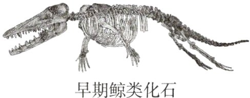 早期鲸类化石