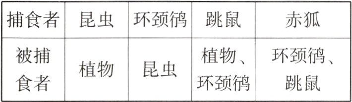 植物昆虫食者环颈跳鼠