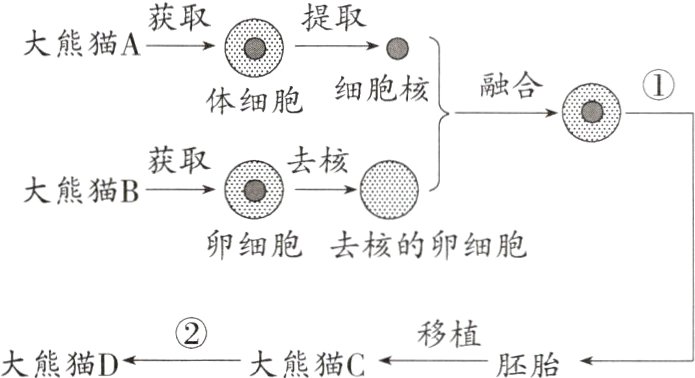 移植大熊猫D大熊猫C胚胎