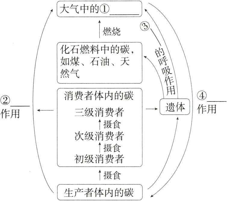 生产者体内的碳