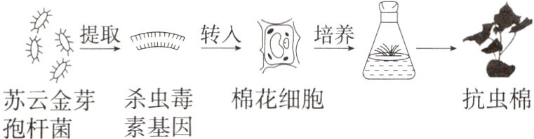 苏云金芽杀虫毒棉花细胞抗虫棉素基因孢杆菌