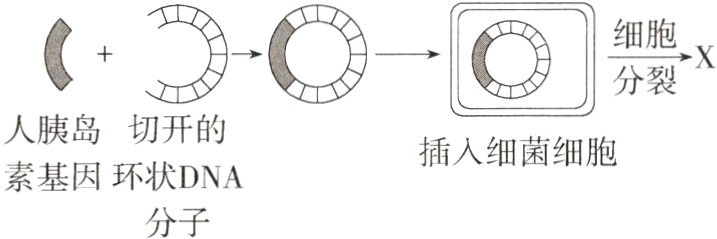 素基因环状DNA分子