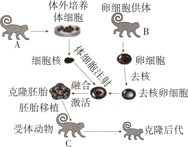 克隆后代受体动物