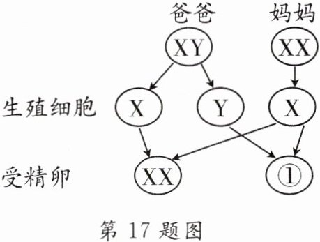 第17题图