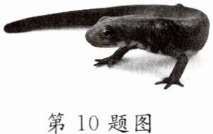 第10题图