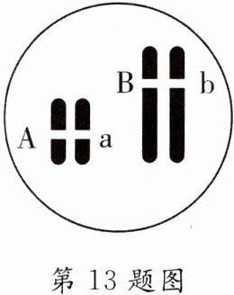第13题图