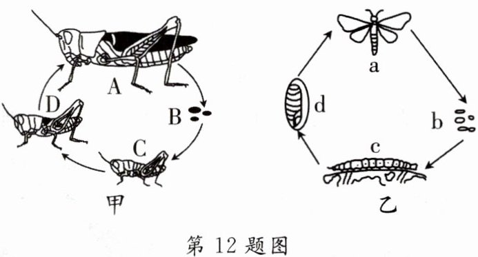 第12题图