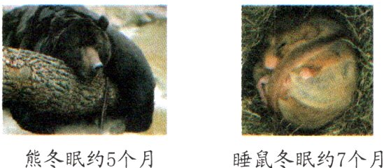 熊冬眠约5个月睡鼠冬眠约7个月