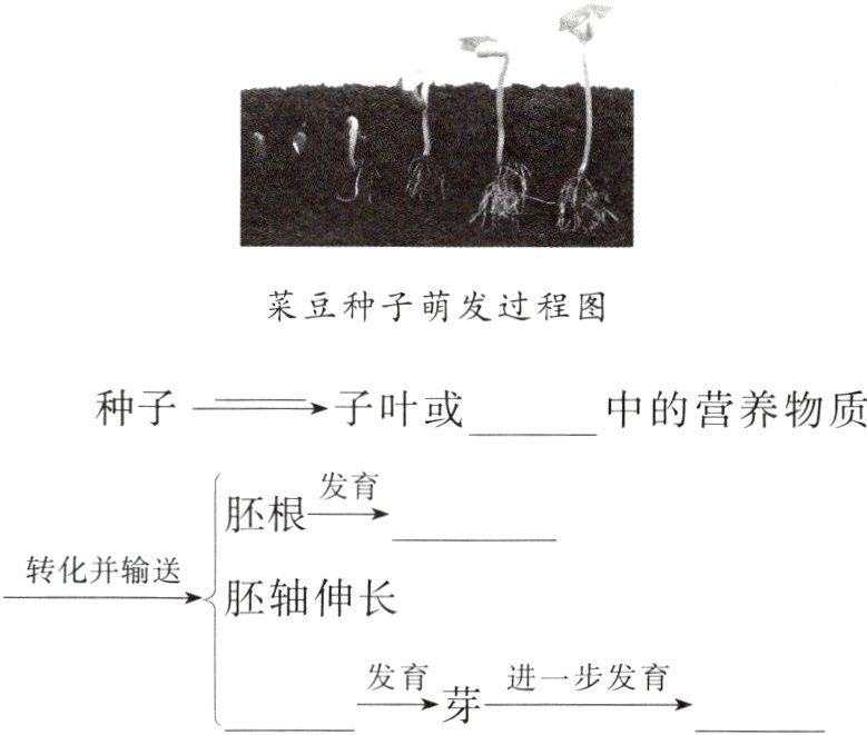 进一步发育发直芽