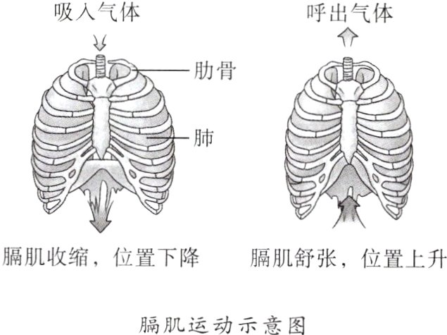 膈肌运动示意图