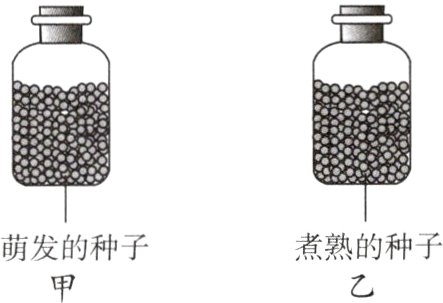 煮熟的种子萌发的种子