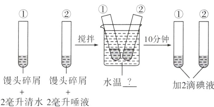 2毫升清水2毫升唾液
