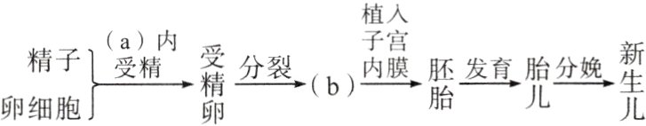 分裂b发真分卵细胞
