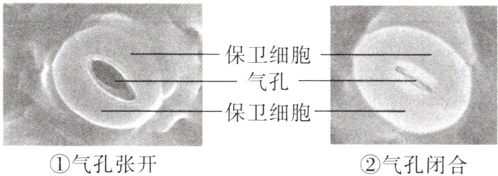 气孔张开气孔闭合