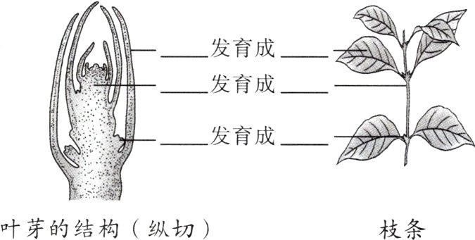 叶芽的结构纵切枝条