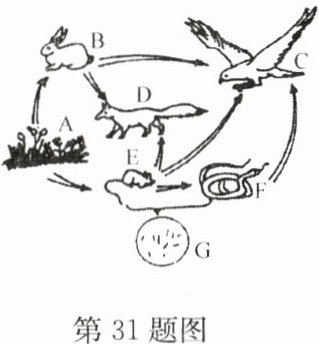 第31题图