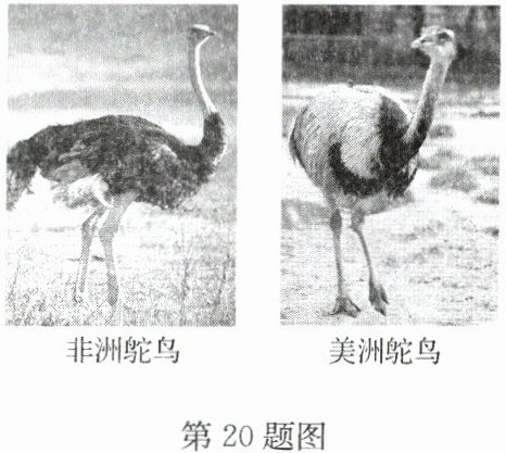 第20题图
