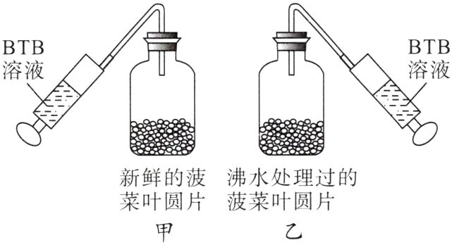 菜叶圆片菠菜叶圆片
