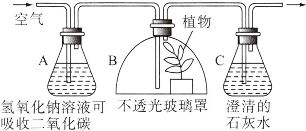 不透光玻璃罩澄清的氢氧化钠溶液可石灰水吸收二氧化碳