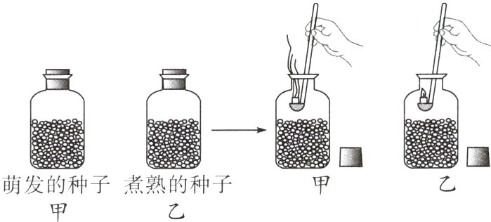 萌发的种子煮熟的种子