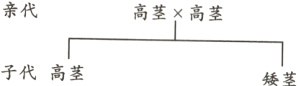 子代高茎矮茎