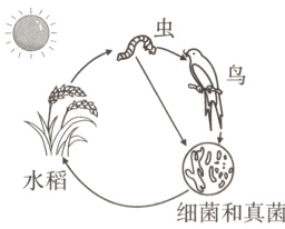 水稻细菌和真菌