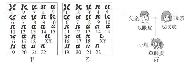 1920212219202122单眼皮