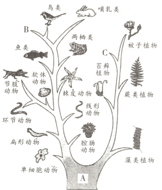 藻类植物单细胞动物