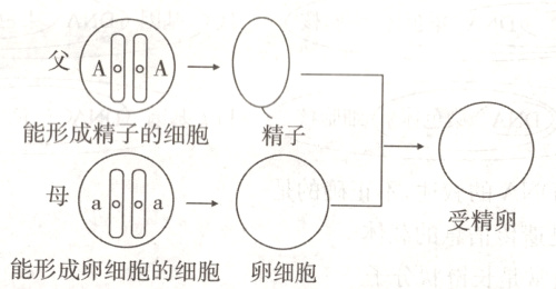 受精卵能形成卵细胞的细胞卵细胞